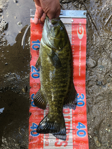 スモールマウスバスの釣果