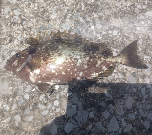 アイゴの釣果