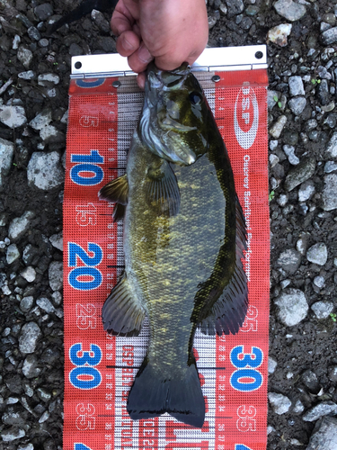 スモールマウスバスの釣果