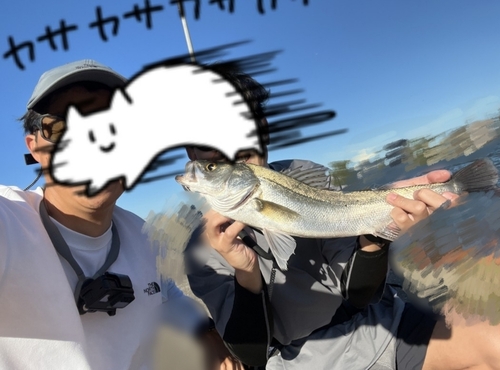 シーバスの釣果