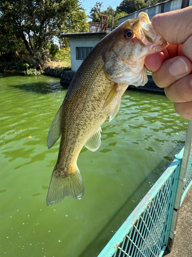 ラージマウスバスの釣果