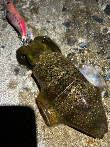 アオリイカの釣果