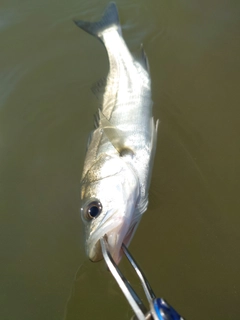 スズキの釣果