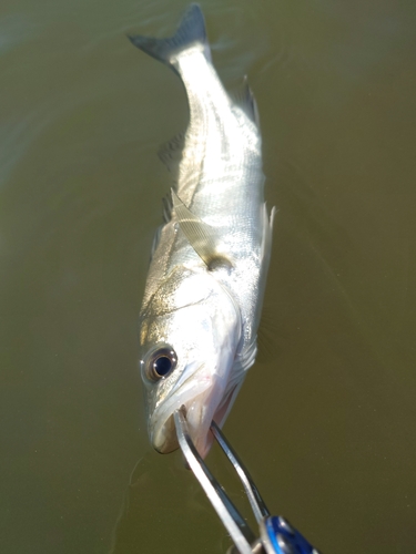 スズキの釣果