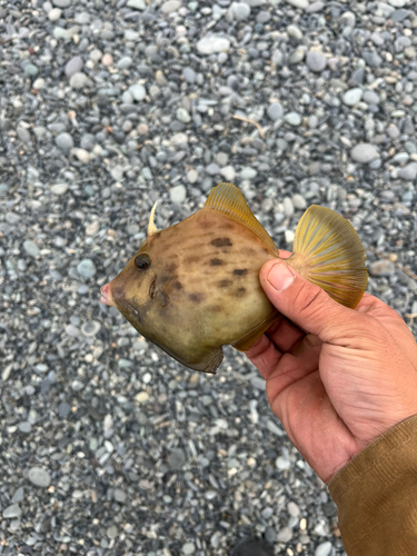 カワハギの釣果