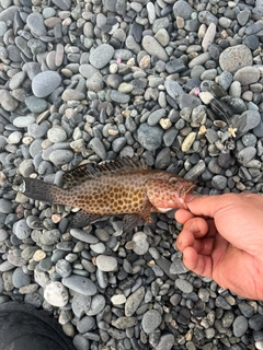 オオモンハタの釣果