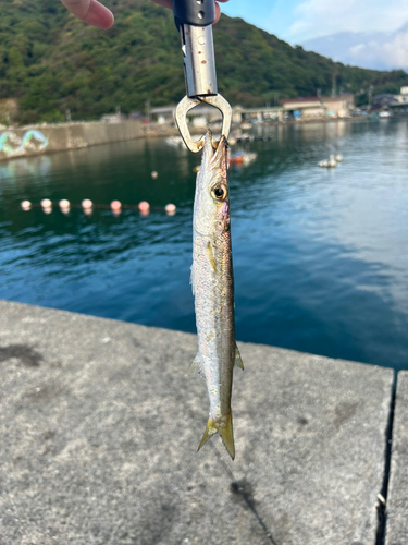 カマスの釣果