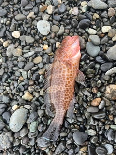 オオモンハタの釣果