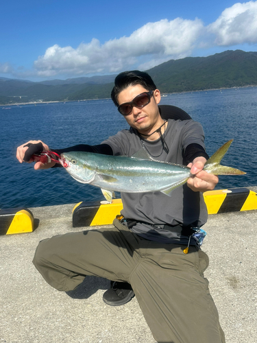 イナダの釣果