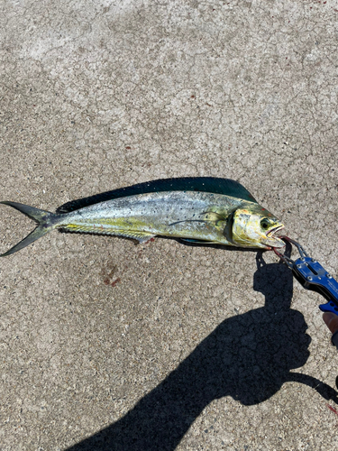 シイラの釣果