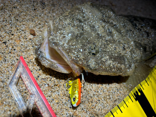 マゴチの釣果