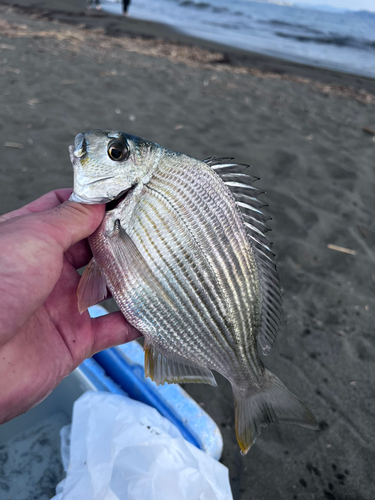 ヘダイの釣果