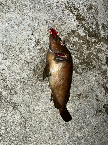 ソイの釣果