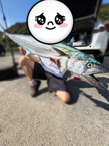 サワラの釣果