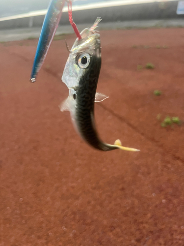 サバの釣果