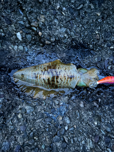 アオリイカの釣果