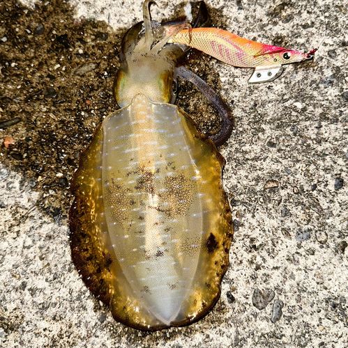 アオリイカの釣果