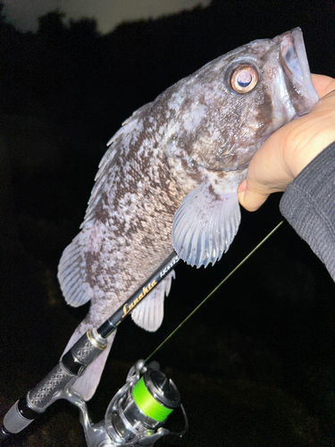 クロソイの釣果