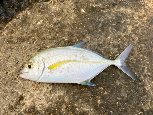 メッキの釣果