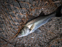 セイゴ（マルスズキ）の釣果