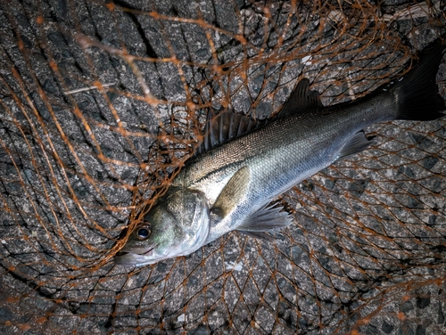 セイゴ（マルスズキ）の釣果