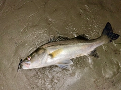 フッコ（マルスズキ）の釣果