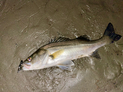 フッコ（マルスズキ）の釣果