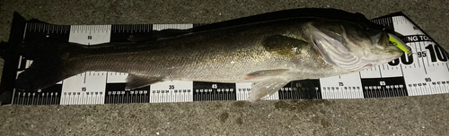 シーバスの釣果