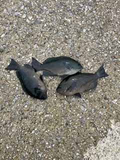 クチブトグレの釣果