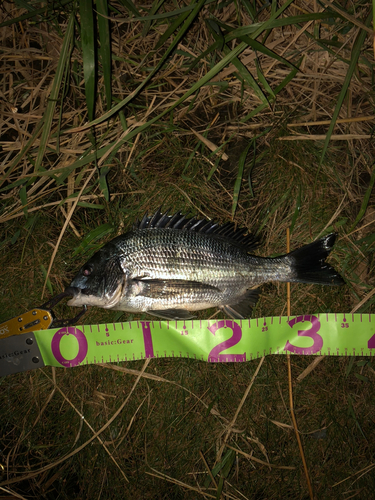 クロダイの釣果