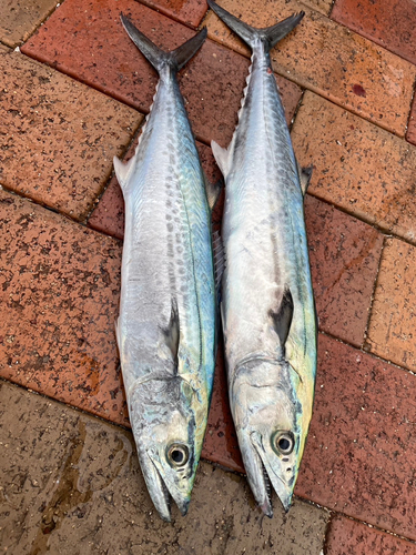 サゴシの釣果