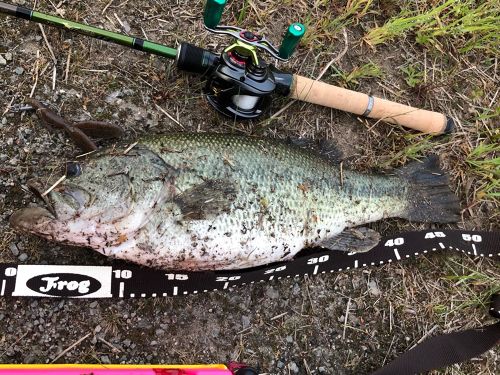 ブラックバスの釣果