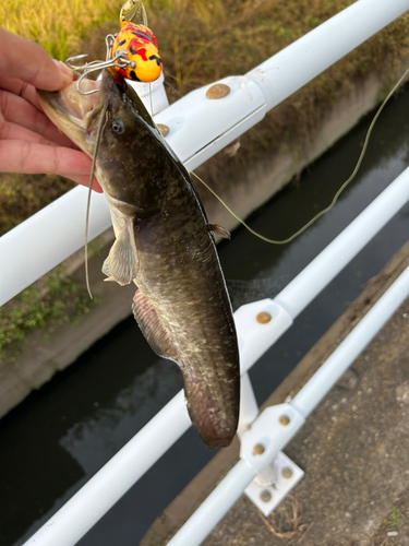 ナマズの釣果