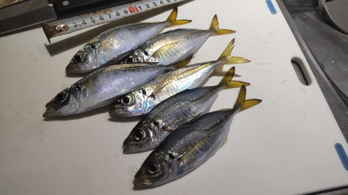 アジの釣果