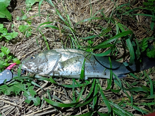 フッコ（タイリクスズキ）の釣果