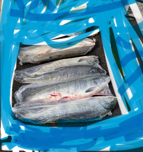 サケの釣果