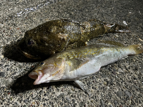 カジカの釣果