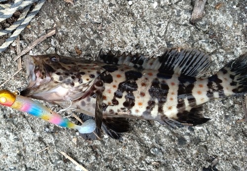 チャイロマルハタの釣果