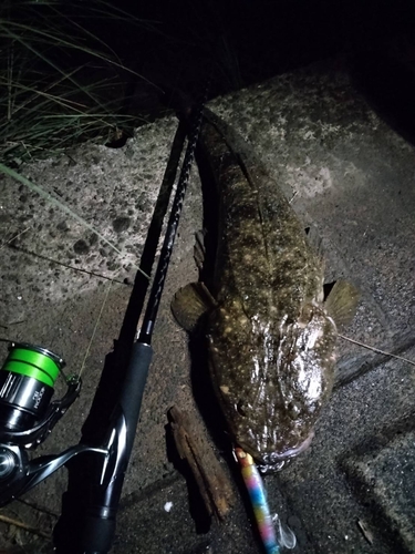 マゴチの釣果