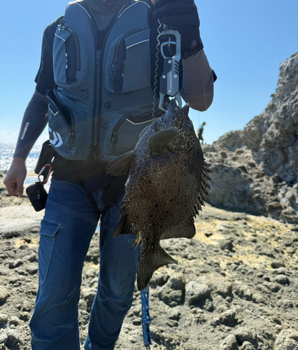 イシガキダイの釣果