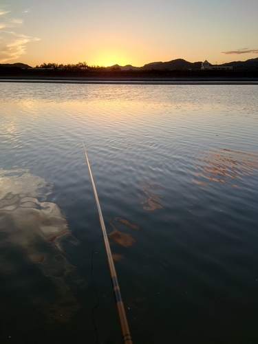 マハゼの釣果