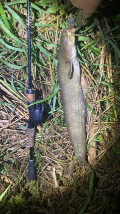 マナマズの釣果