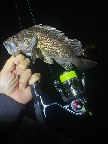 クロソイの釣果