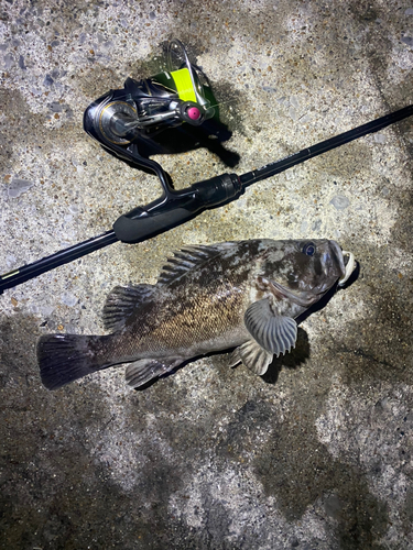 クロソイの釣果