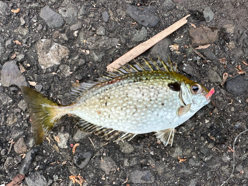 アイゴの釣果