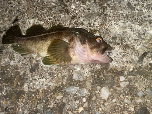 シマゾイの釣果