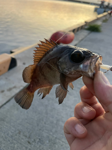 メバルの釣果