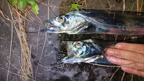 タチウオの釣果