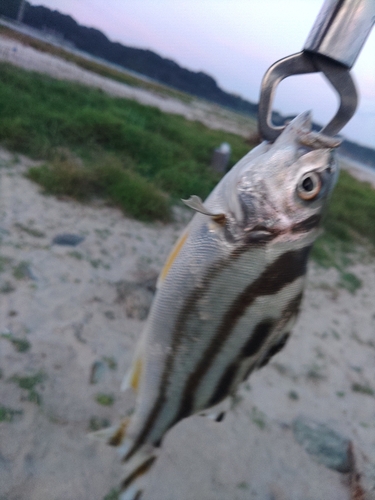 シマイサキの釣果