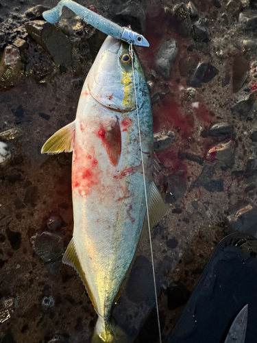 ツバスの釣果